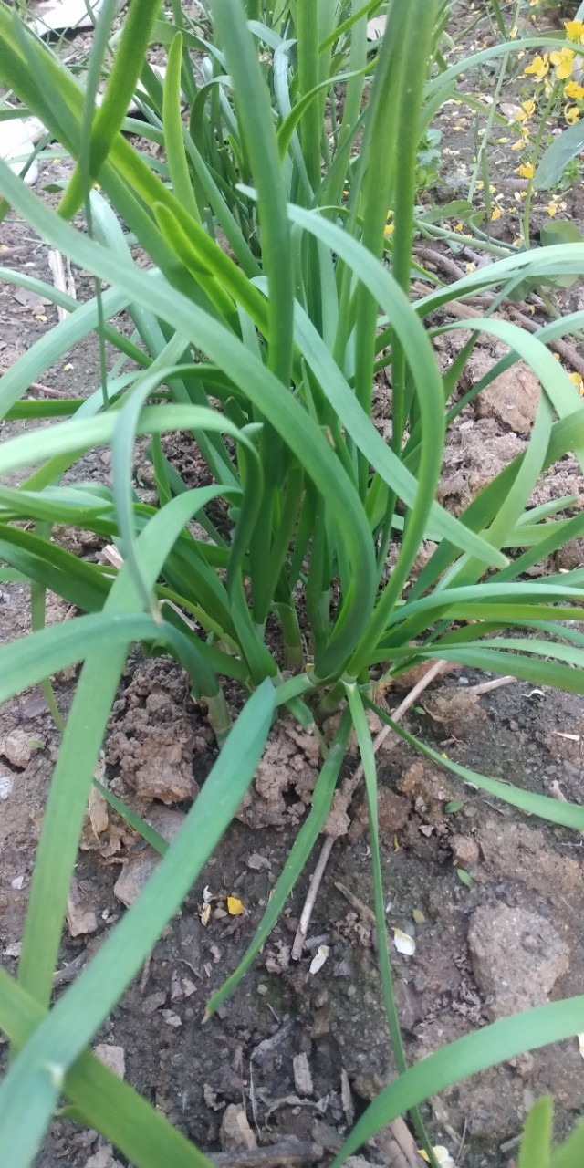 园子里的菜都有什么,园子里的菜