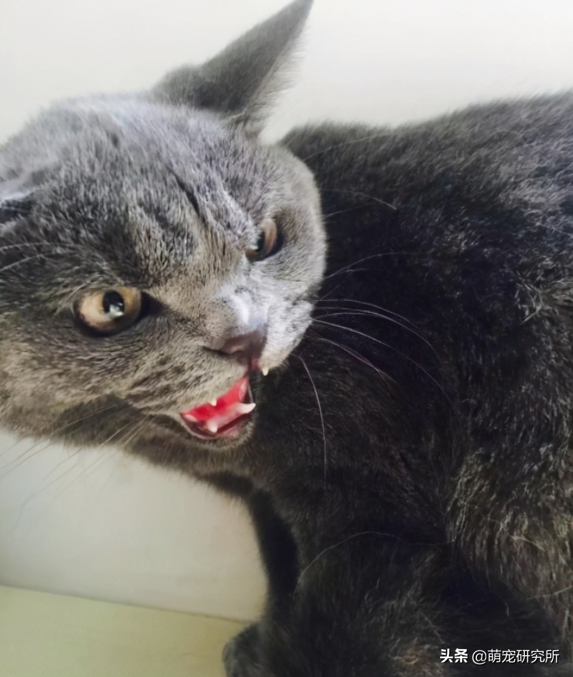 你家英短蓝猫什么样,美短英短哪个性格好