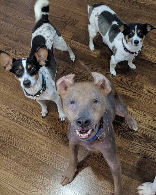 狗狗像白眼狼,什么狗狗很温顺但看起来很像狼