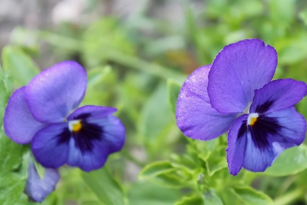 教师腹有诗书气自华,读新时代教师专业成长的读后感