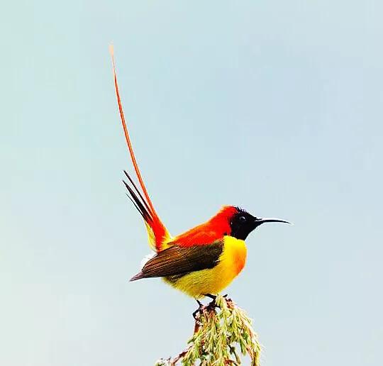 蜂鸟与太阳鸟区别,太阳鸟就是蜂鸟吗
