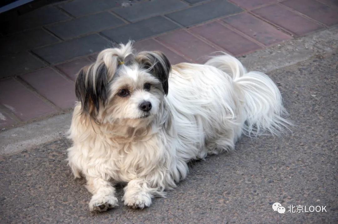 北京常见的动物有哪些,北京市郊常见动物