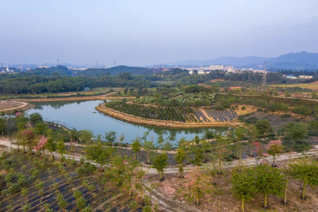 四会为什么发展这么好,四会市现状