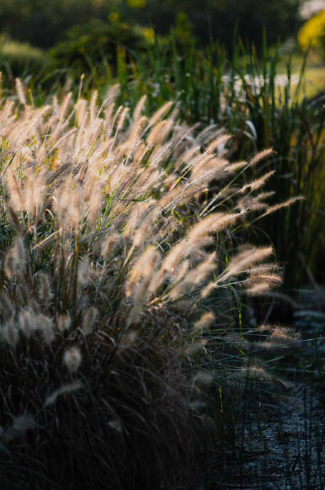 上海最美秋景,上海哪些公园可以拍秋景