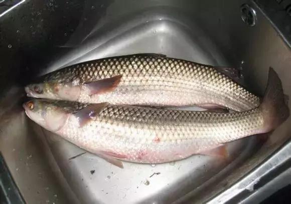 海南渔民整理的海鲜大全,渔民海鲜介绍