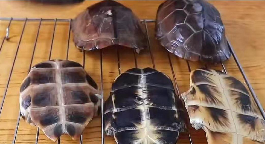 最爱的乌龟做成龟苓膏,用真的乌龟制作龟苓膏