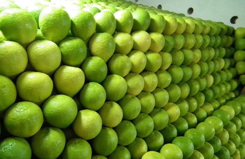 沙田柚种植管理技术,沙田柚有什么特征