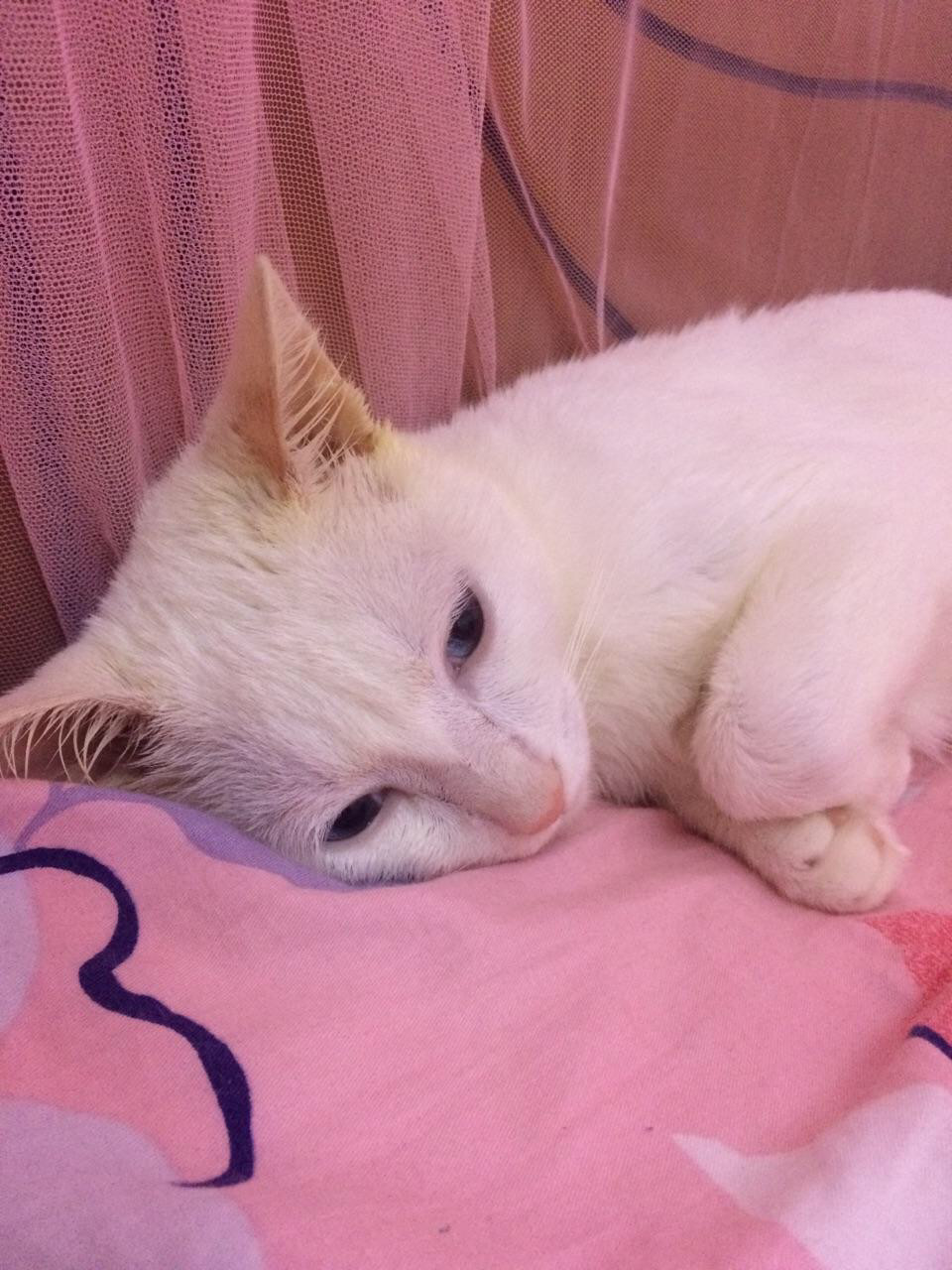 猫慢性肝炎早期几乎不能发觉，判断和预防猫慢性肝炎，应该这么做