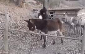 把车标全部抠掉违法吗,把车标抠下来清灰