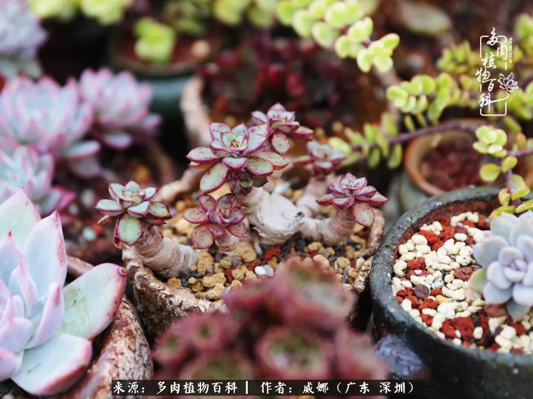 笼子里的多肉,露养的多肉和室内的多肉区别
