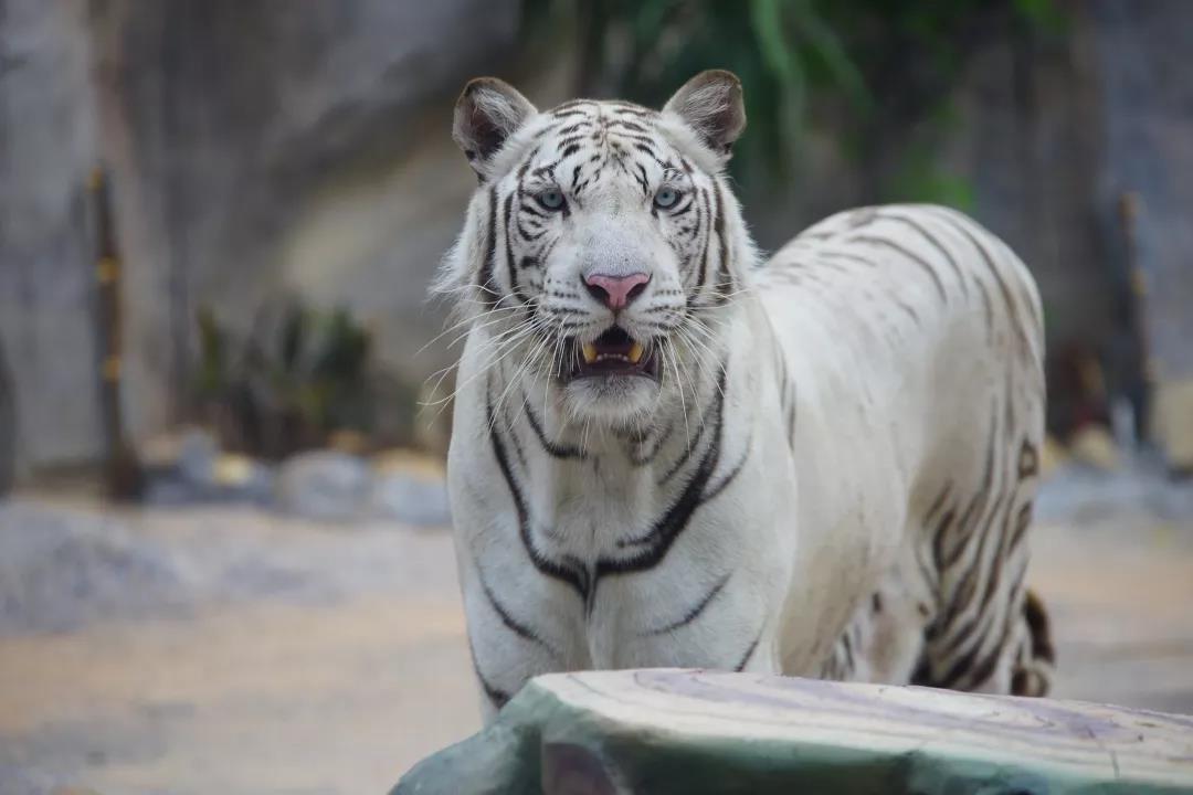 厦门马戏城灵玲酒店,厦门灵玲马戏酒店套票