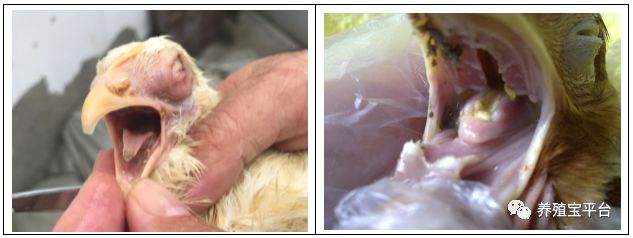 鸡传染性喉气管炎练习题,鸡传染性喉气管炎用什么药治疗