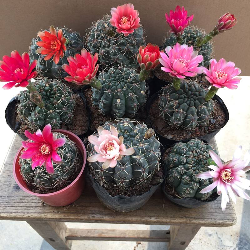 101个仙人球品种,101种仙人球开花图片