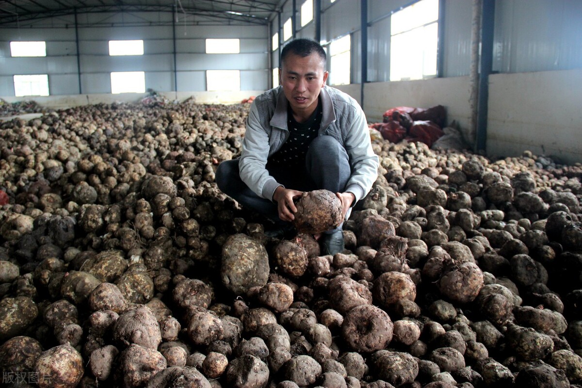 魔芋种植技术培训班,魔芋种植技术视频全集