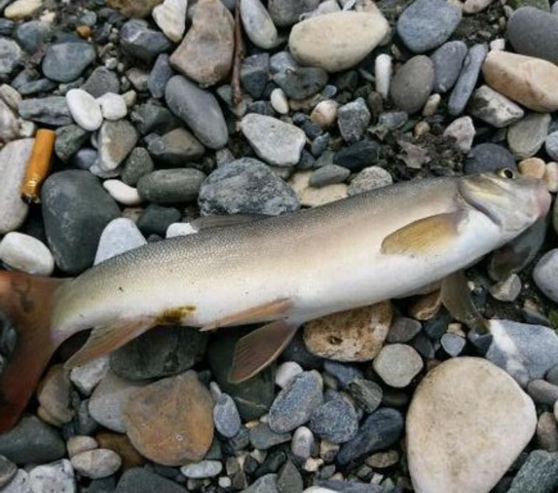 男子河边钓到娃娃鱼急得报警,四川男子钓到奇怪大鱼