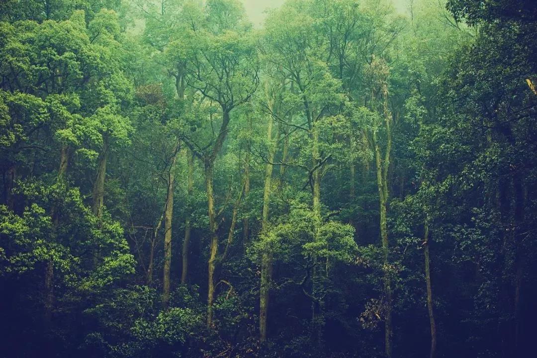 原木实木家具定制效果图,什木坊整体家装