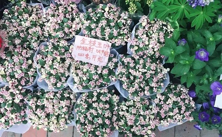 刚到家的花很好没多久就黄叶,买回来的花很快就蔫的原因