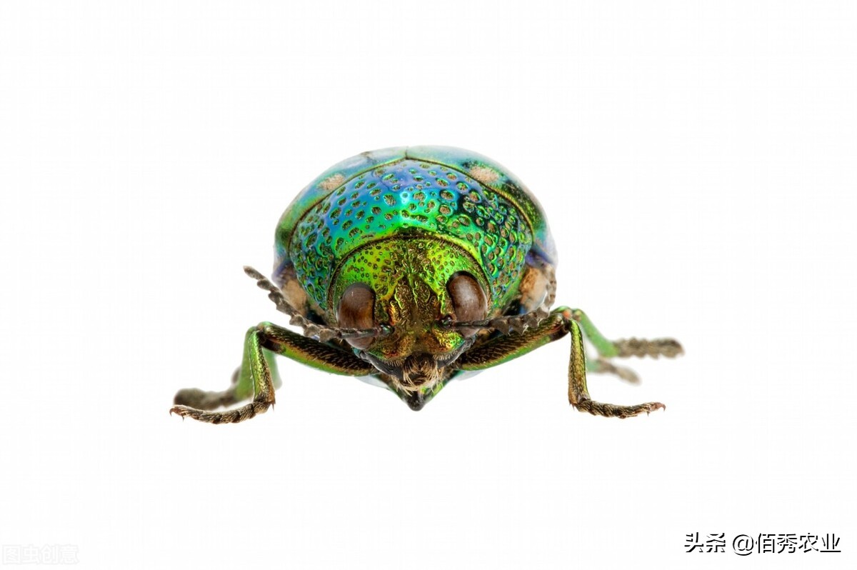 果树蛀虫打药水后怎么快速救助,防治果树蛀虫用什么农药