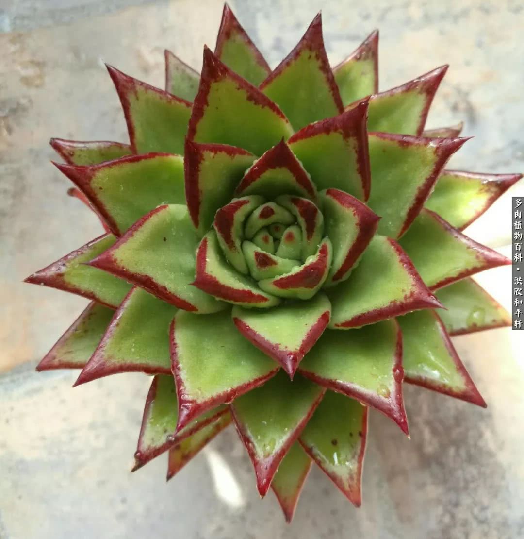 多肉的四季轮回,四季轮回多肉