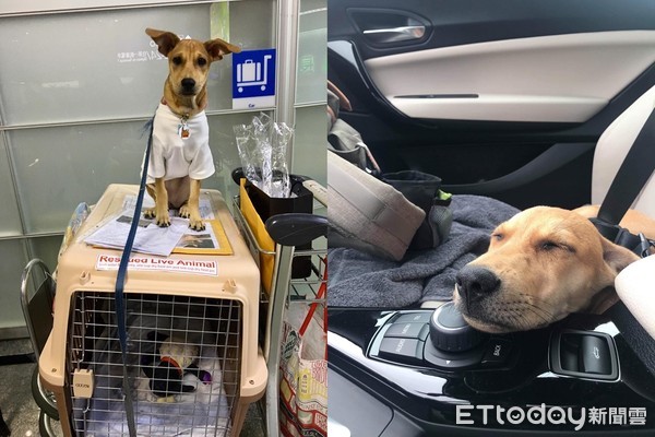 只想养幼犬阿拉斯加,只想养比熊犬