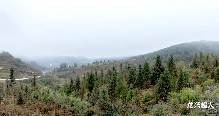 达州道地药材天麻,正宗中药材天麻