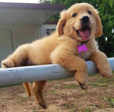 挑选金毛的正确方法,挑选金毛怎样才能挑选到好的