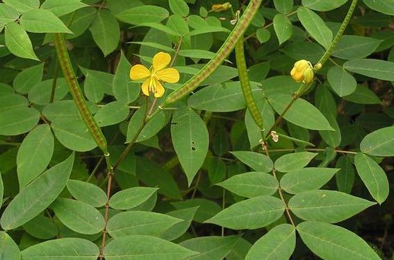 宝藏植物“蛇灭门”:毒蛇都躲着它,搞养殖的朋友有必要种植它
