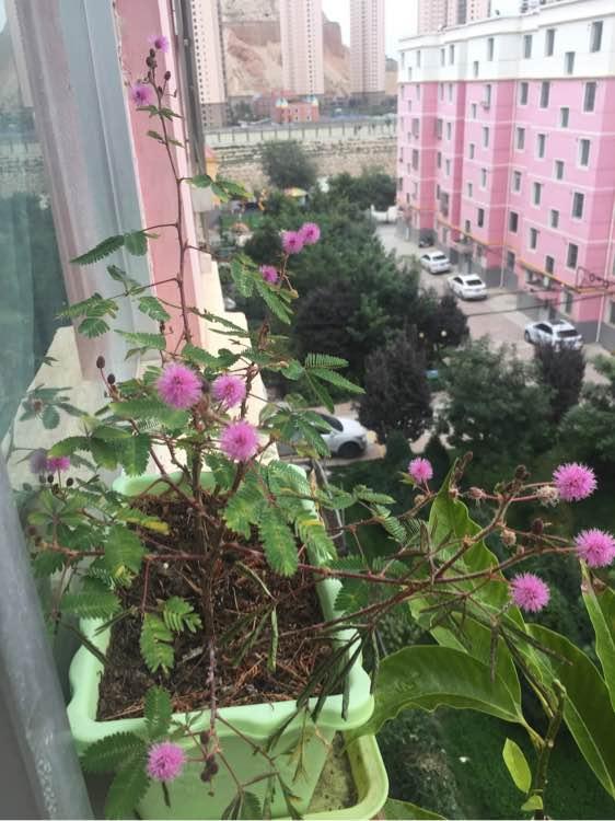 含羞草黄叶子解决办法,含羞草浇水多黄叶怎么补救