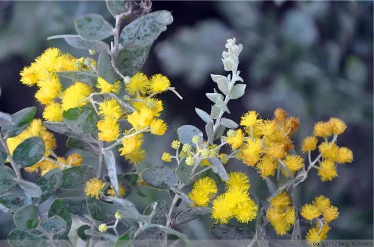 每日送花花语,花语大全送花的讲究