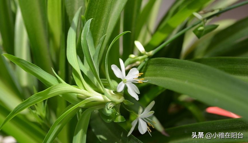 水培吊兰最好养的方法,水培吊兰怎么养才能更旺盛小妙招