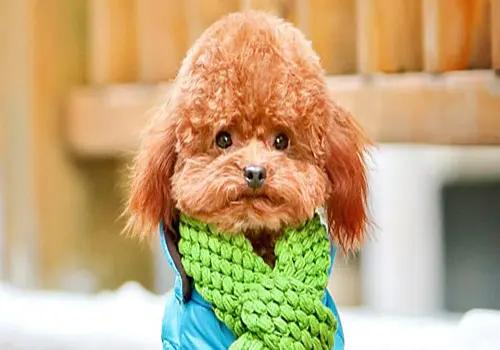 狗狗来月经了多久可以洗澡,狗狗来月经给它洗澡了怎么办