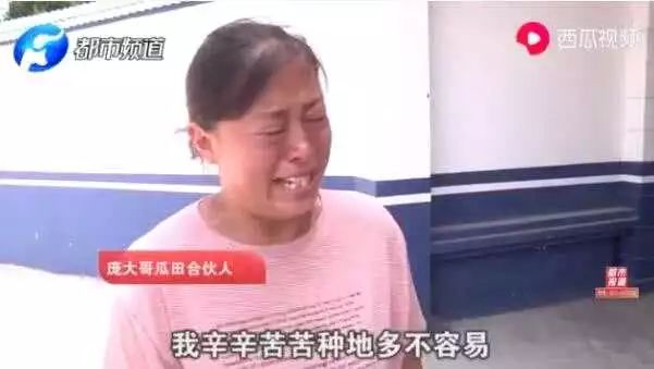 瓜农被偷瓜赔300元,瓜农摘瓜女子赔偿300元