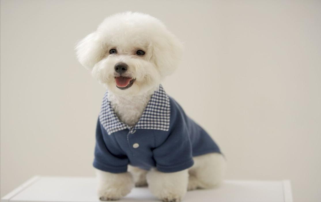 比熊犬多少斤算是标准体重,比熊犬的标准体重是多少