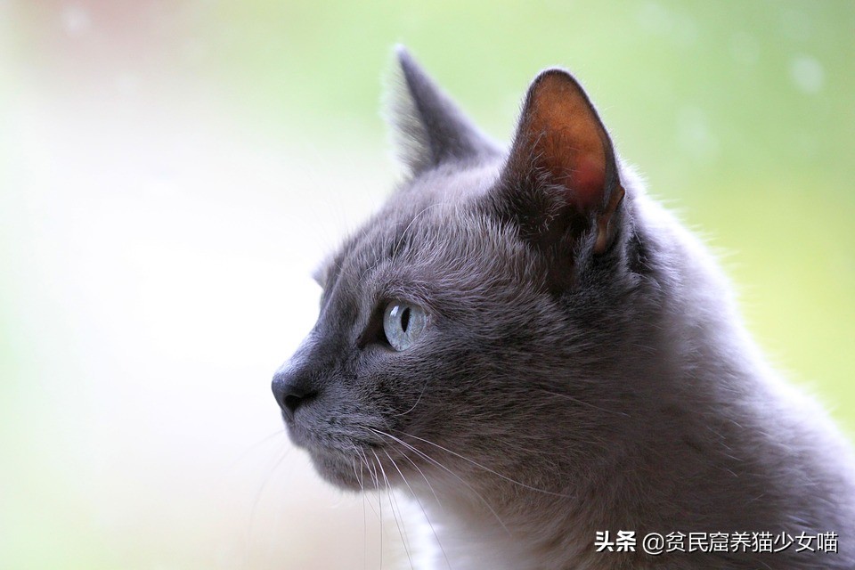 辟谣宠物猫,辟谣猫咪真的会记仇吗
