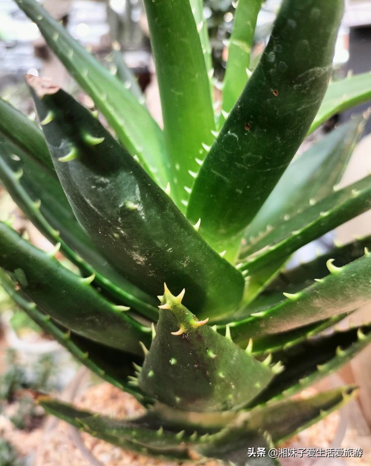 我养的芦荟为什么会开花,芦荟开花是芦荟要老了吗