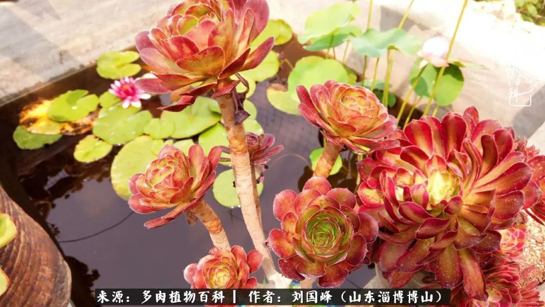 多肉植物大王叫我来巡山,大王叫我来巡山绿植