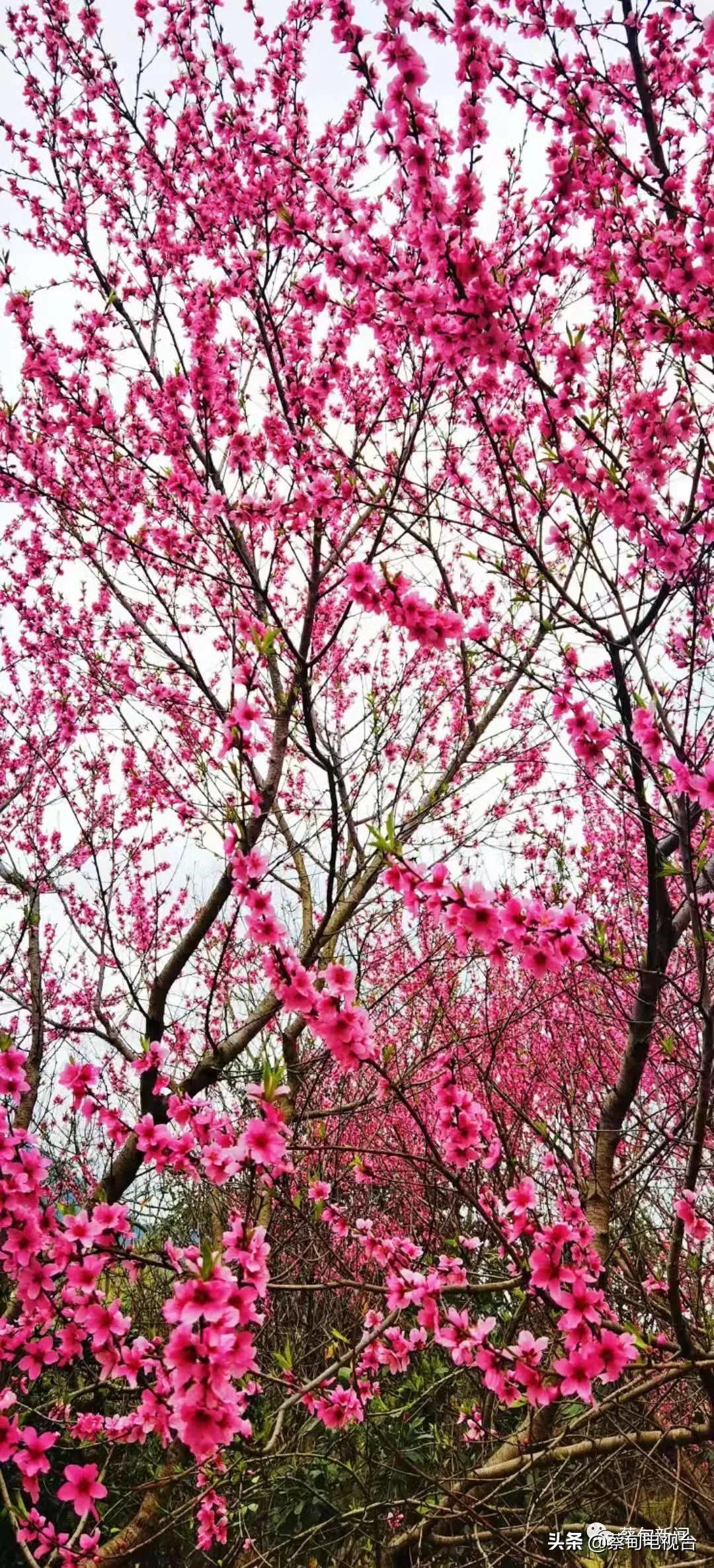桃之夭夭！来武汉蔡甸世外桃源，许你万株桃花