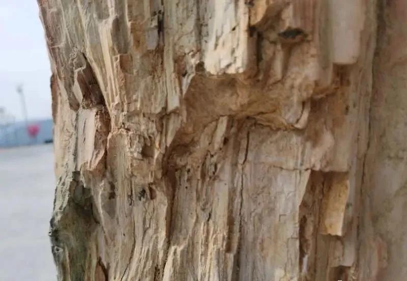 东林，桨声舟影里那一片世外桃源