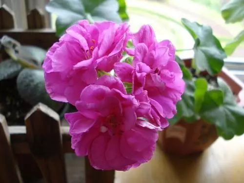 天竺葵不开花的3个原因,天竺葵不开花的原因