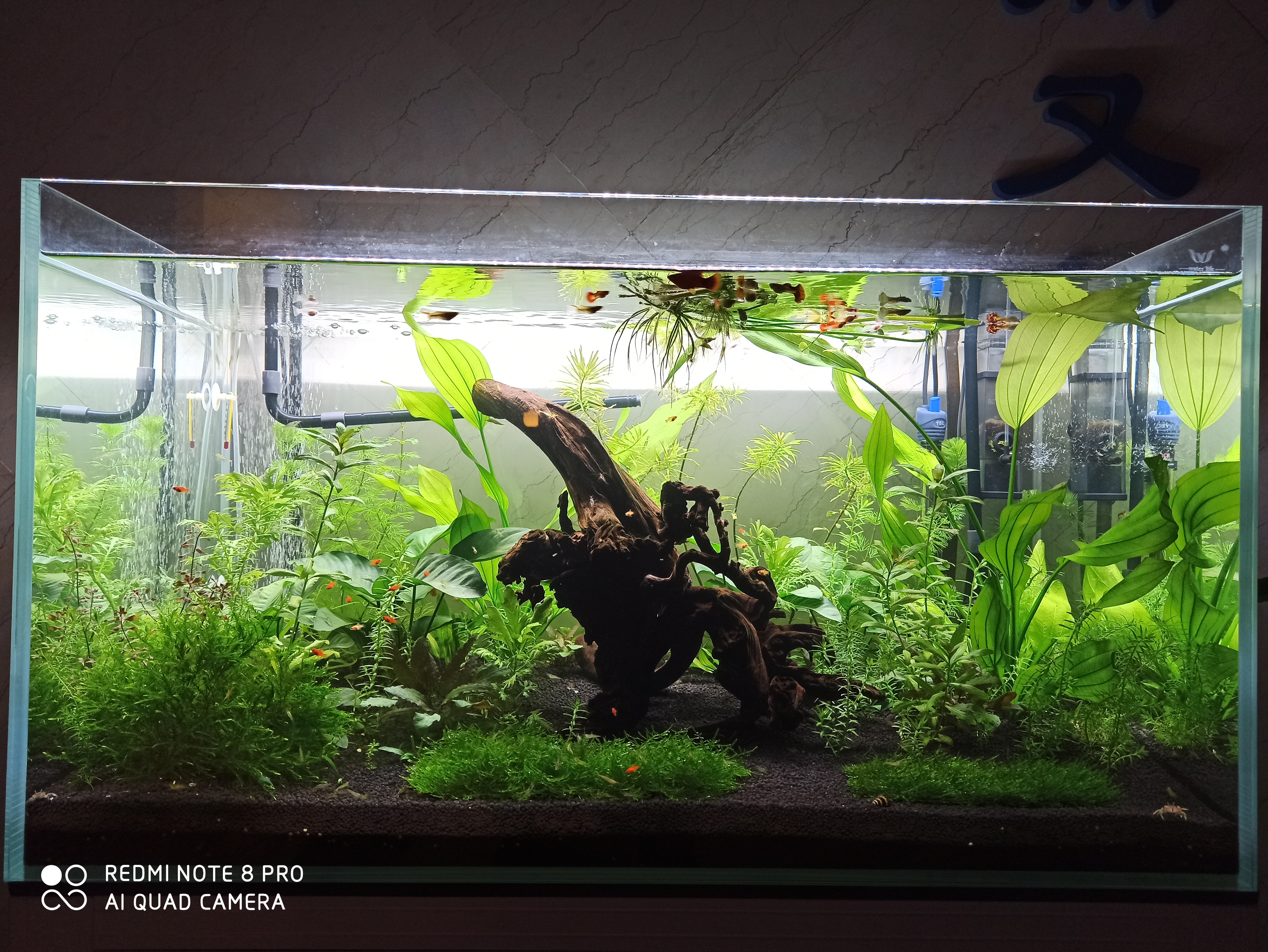 入坑草缸的两个作品,新手草缸用什么过滤最佳