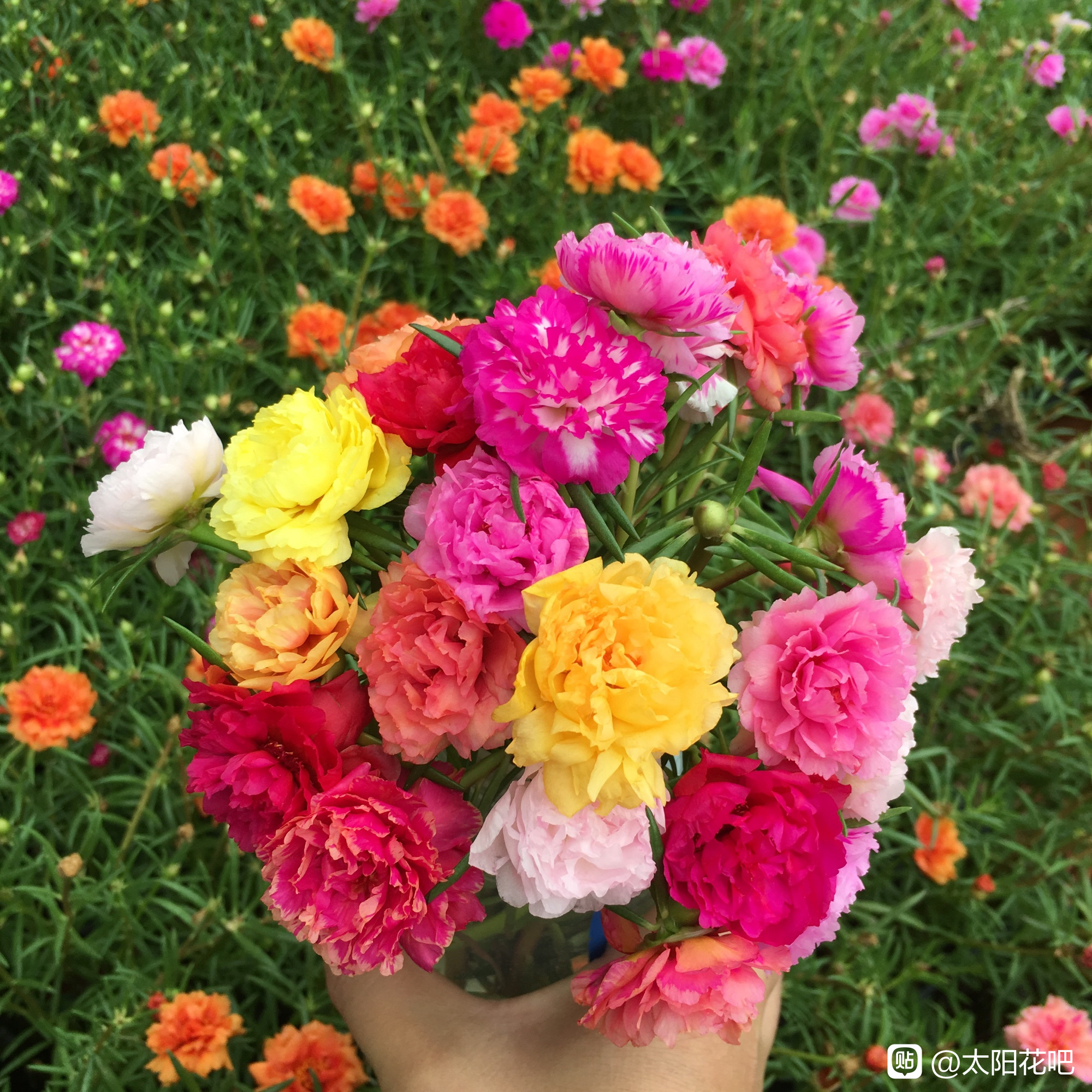 “论斤卖”的10种花卉种子，花海都种它，“靠天吃饭”就能活