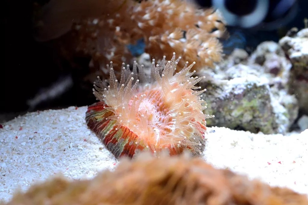 海水鱼缸如何降氨氮最好,海水鱼缸怎么区别营养盐高低