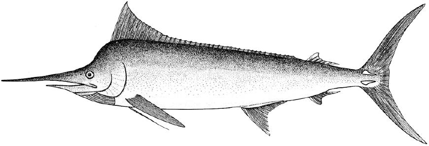 海洋中的剑鱼和旗鱼,海洋中速度最快的剑鱼