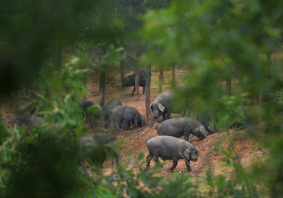 90后回村创业养生态跑山黑猪,退伍老兵回家养猪