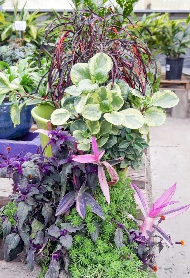 新买的花盆如何改造盆栽,破碎的花盆怎么养花