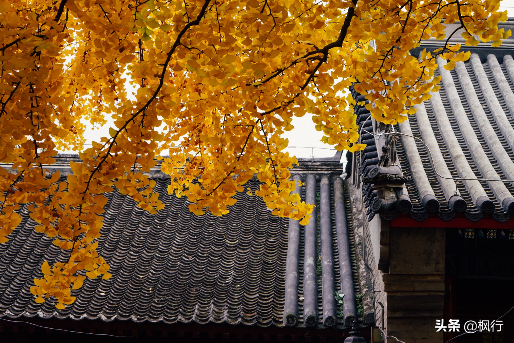 北京18个看银杏的好地方在哪,北京八大处看银杏攻略