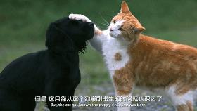 豆瓣9.1，看一次被萌一次，根本顶不住它们的可爱