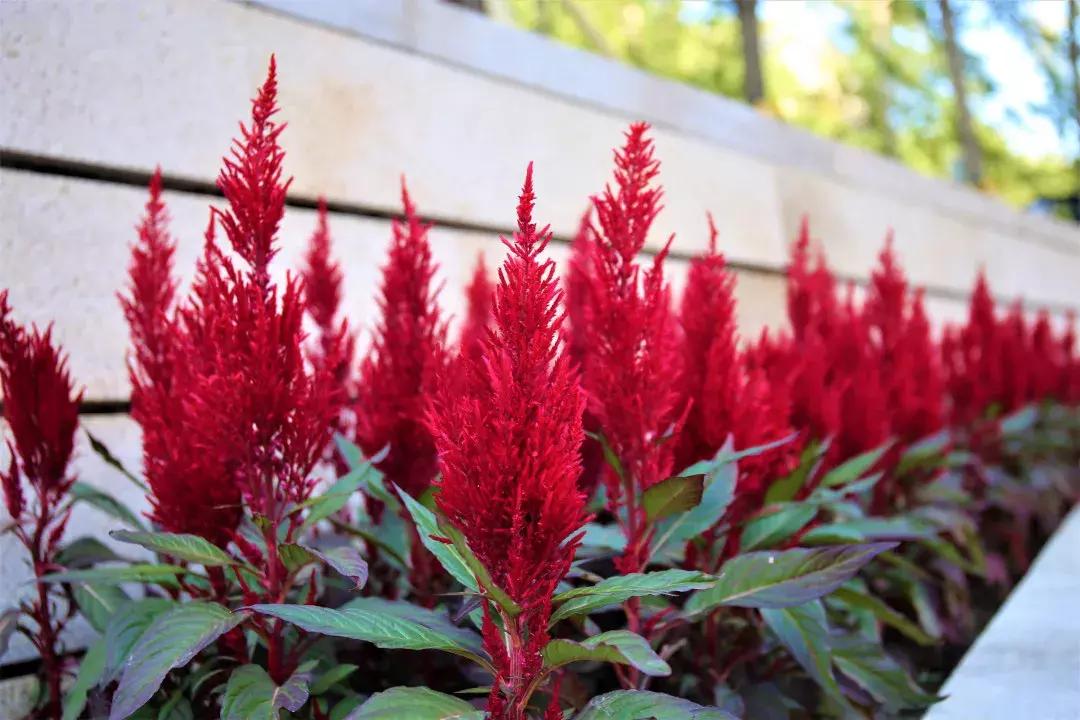 逸骏园一区,逸骏园西扩最新消息