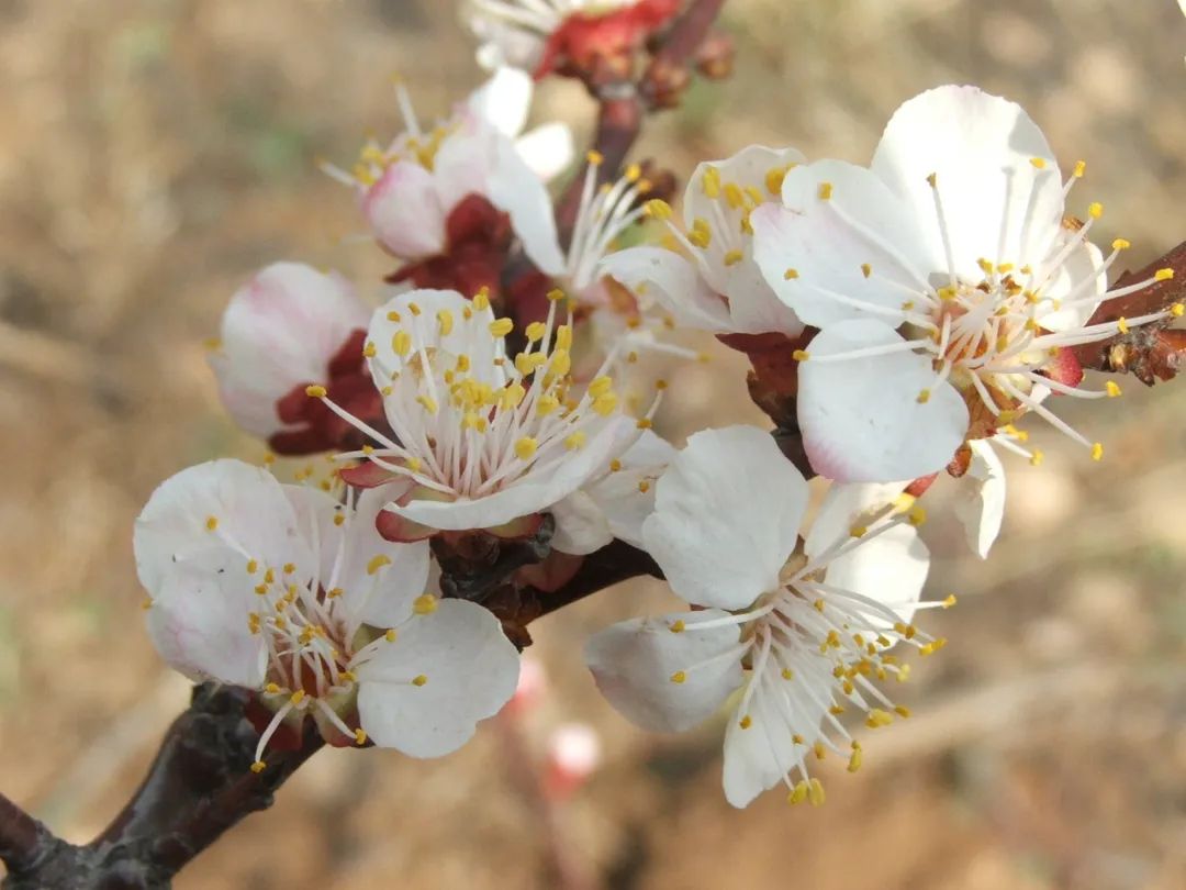 晋城司徒小镇异域风情,晋城皇城相府和司徒小镇