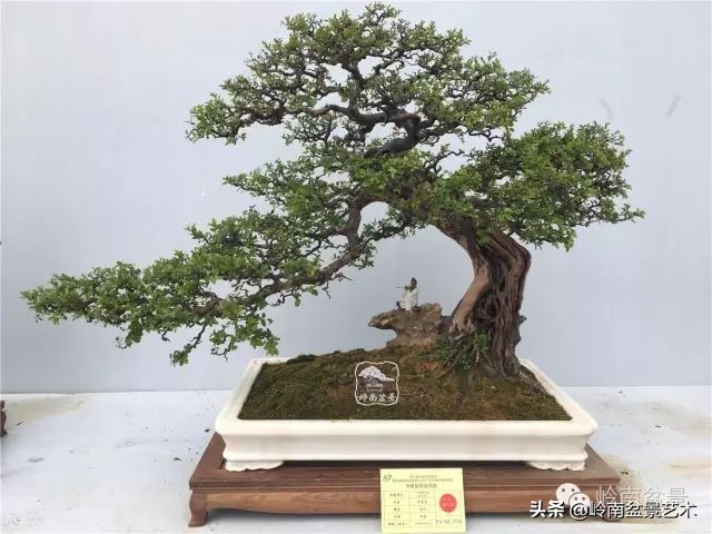 经典雀梅文人树盆景,十年以上的雀梅盆景图及价格